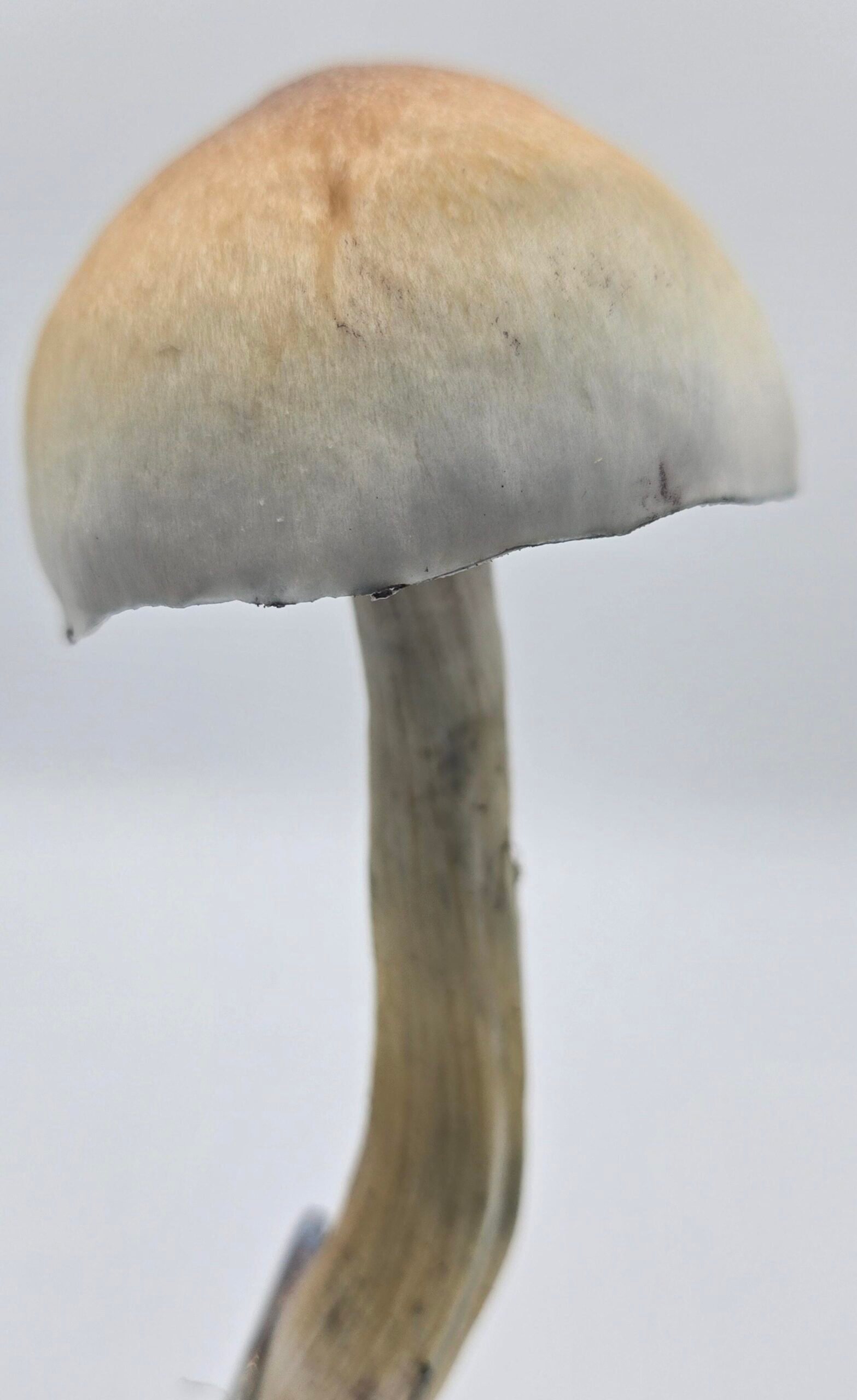 A large Golden Teacher Mushroom one a white background held by forceps