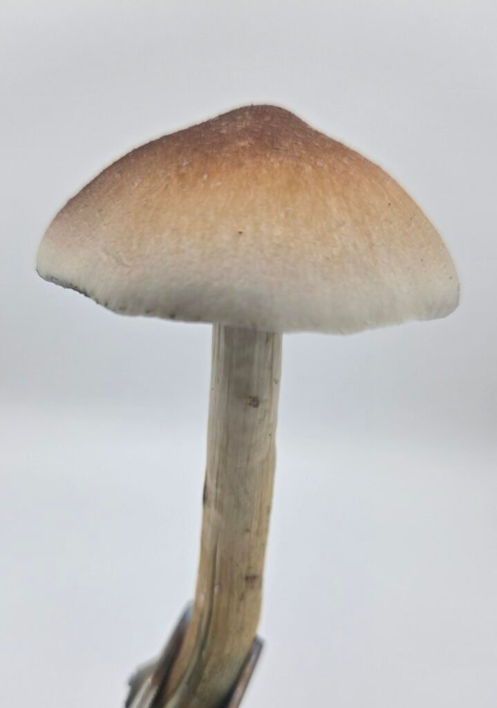 a mature Golden Teacher mushroom with torn stem on a white background held by forceps