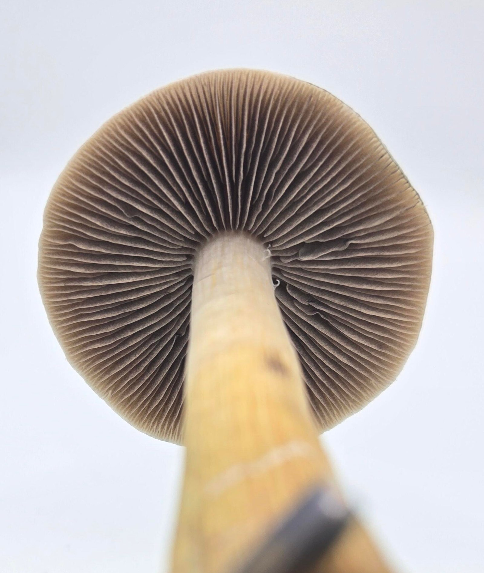 an upskirt view of a Golden Teacher mushroom featuring the gills on a white background held by forceps