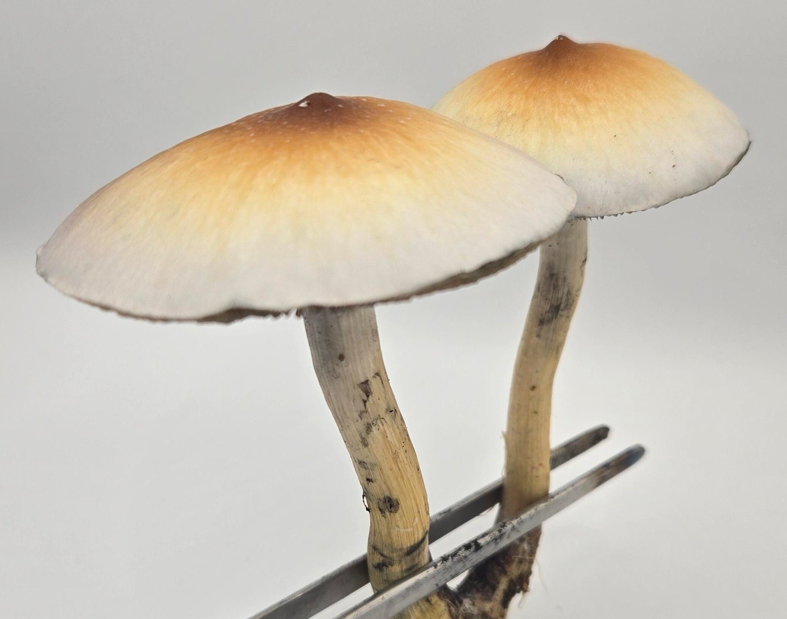 a pair of Golden Teacher mushrooms with nippled caps on a white background held by forceps