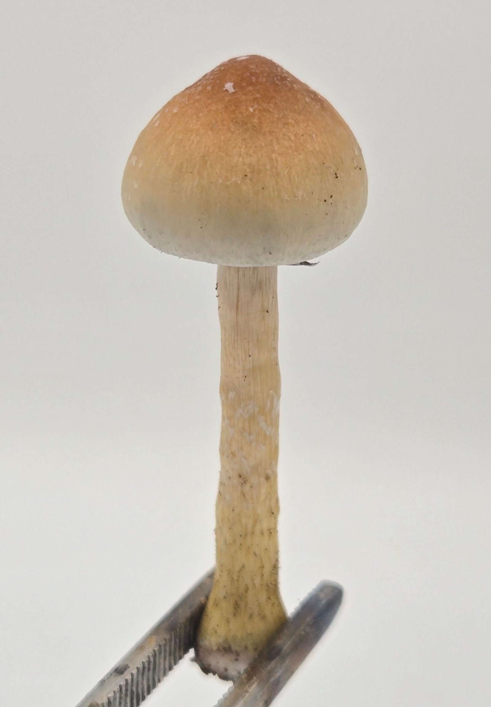 A small Golden Teacher mushroom with vail intact on a white background held by forceps