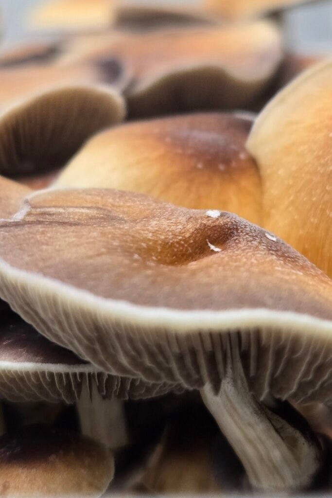 A close up of a batch of Inca Stargazer mushrooms canopy
