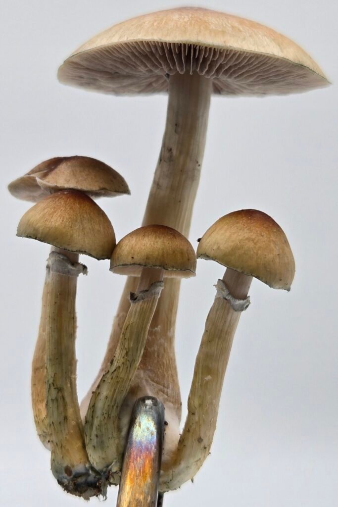 A nice cluster of 5 Inca Stargazer mushrooms held by forceps on a white background