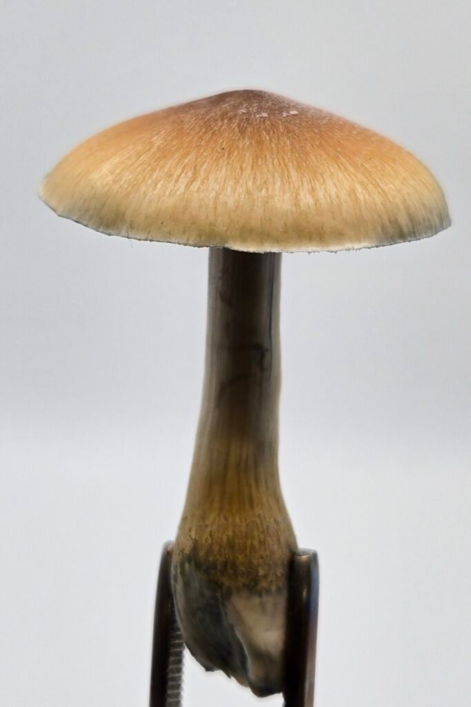An Inca Stargazer mushroom is held by forceps as its cap casts a shadow on itself on a white background