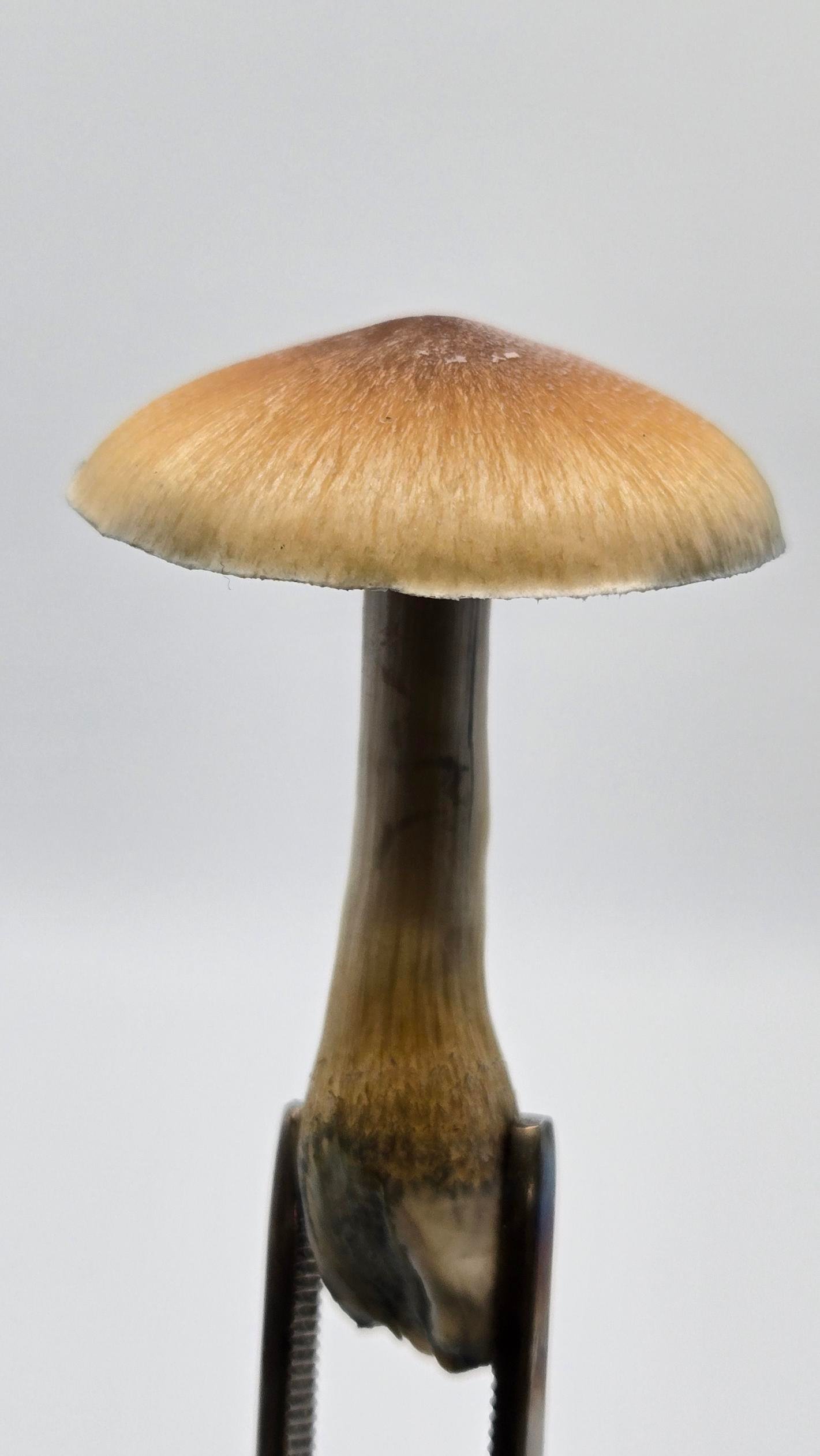 Inca Stargazer