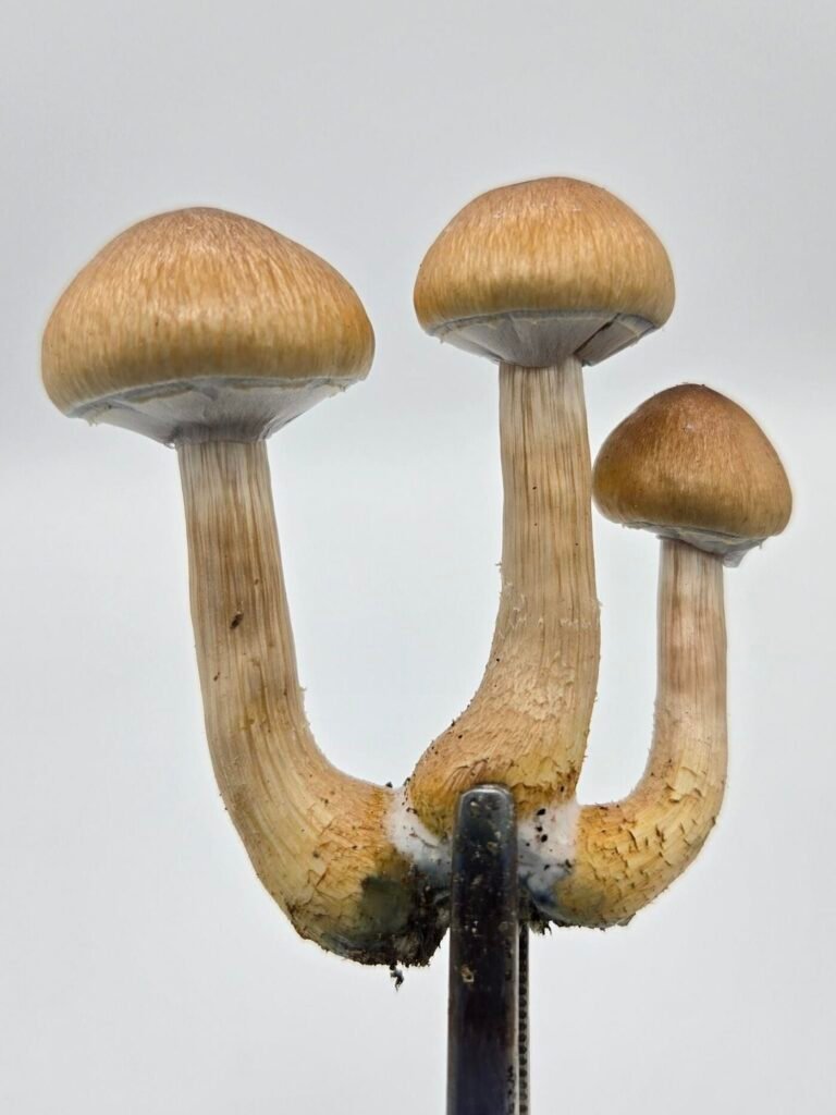 a vailed cluster of 3 Inca Stargazer mushrooms heald by forceps on a white background